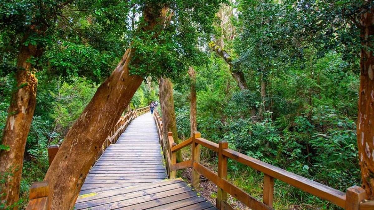 A 470 kilómetros de Neuquén capital: el Bosque de Arrayanes concentra la mancha continua más visitada de Quetrihué