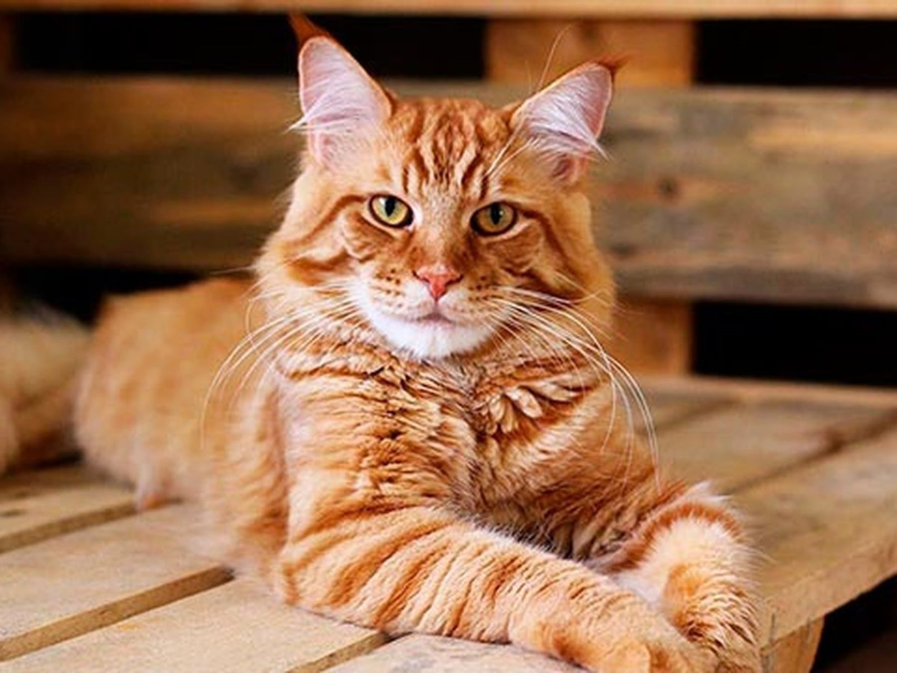 El gato se acomodó en el living y se quedó: por qué cada vez más argentinos conviven con un felino en su departamento