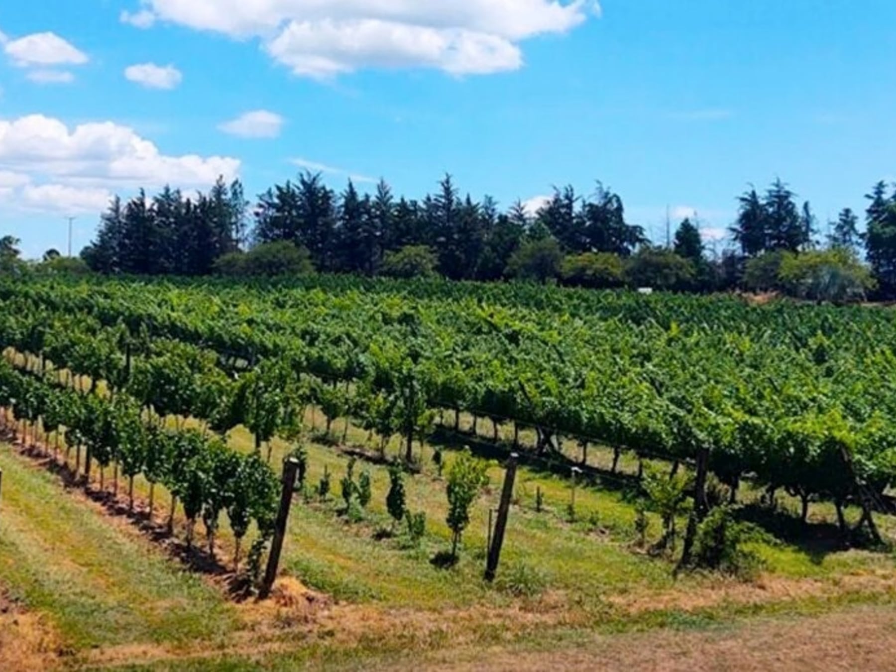 San José, el enclave entrerriano donde las aguas termales dialogan con el vino y la memoria de los inmigrantes