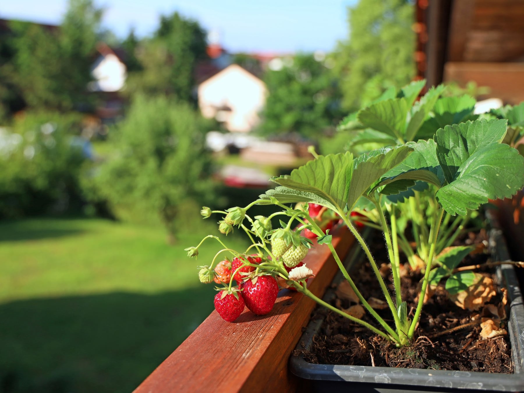 Septiembre en el jardín: cómo hacer que la huerta conviva con las plantas de adorno