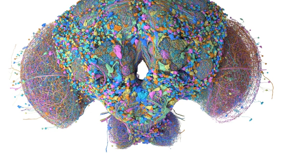 Una mosca en la nube: el mapa neuronal que aprendió a leer correos y jugar al Doom