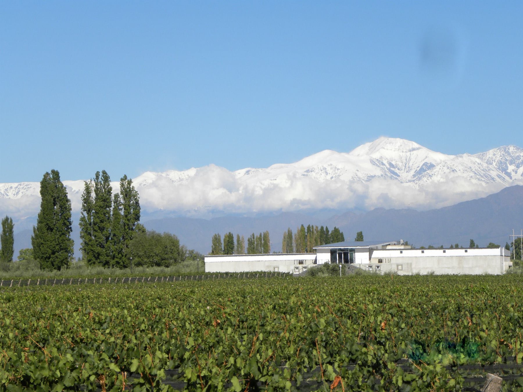 Chacras de Coria consolida su perfil de destino vitivinícola y suma reconocimientos internacionales en Mendoza
