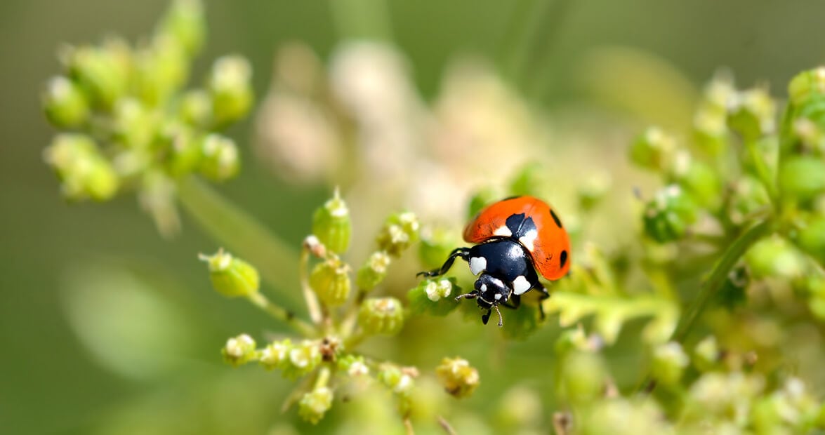 El arte de cuidar el jardín con lo que hay en la cocina: recetas caseras que recomiendan los especialistas del INTA