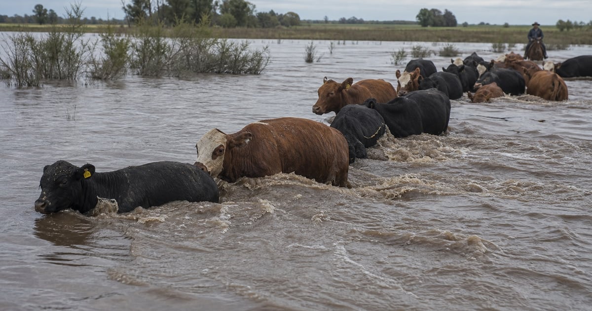 La crecida del Paraná y la menor oferta global empujan hacia arriba el precio de la hacienda en Cañuelas
