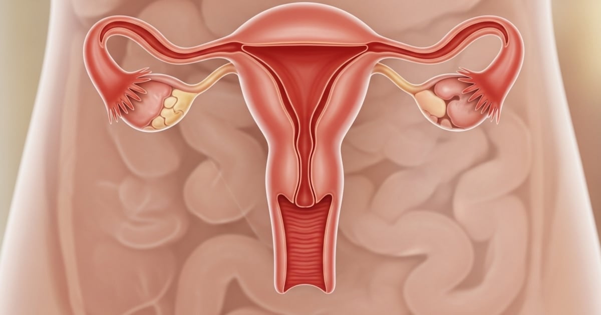 Un estudio en Estados Unidos revela que el ovario no se apaga con la menopausia y sigue activo hasta bien pasados los setenta