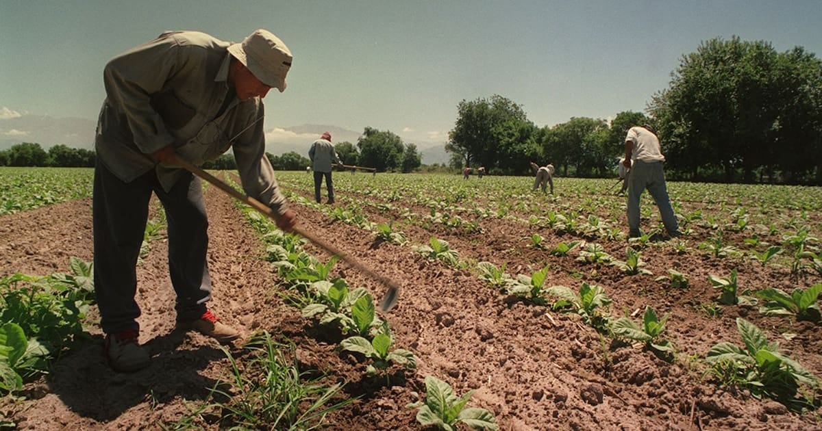 El Decreto 1204/2026 blinda por un año más el piso de asignaciones para los trabajadores rurales temporarios
